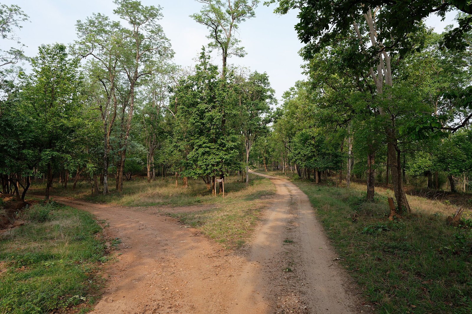 Pench National Park habitat on a self-drive car rental in Nagpur safari day trip
