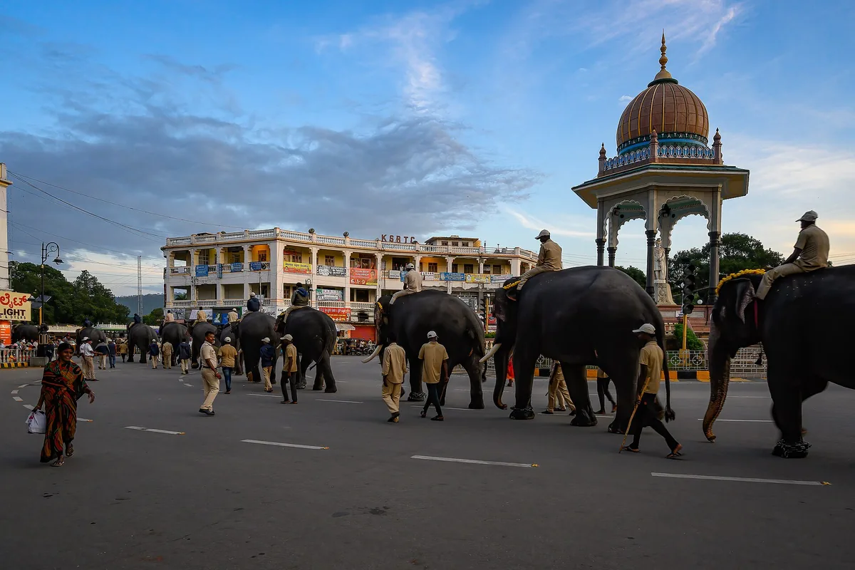 Dasara elephants walking back to Mysore Palace after a procession rehearsal