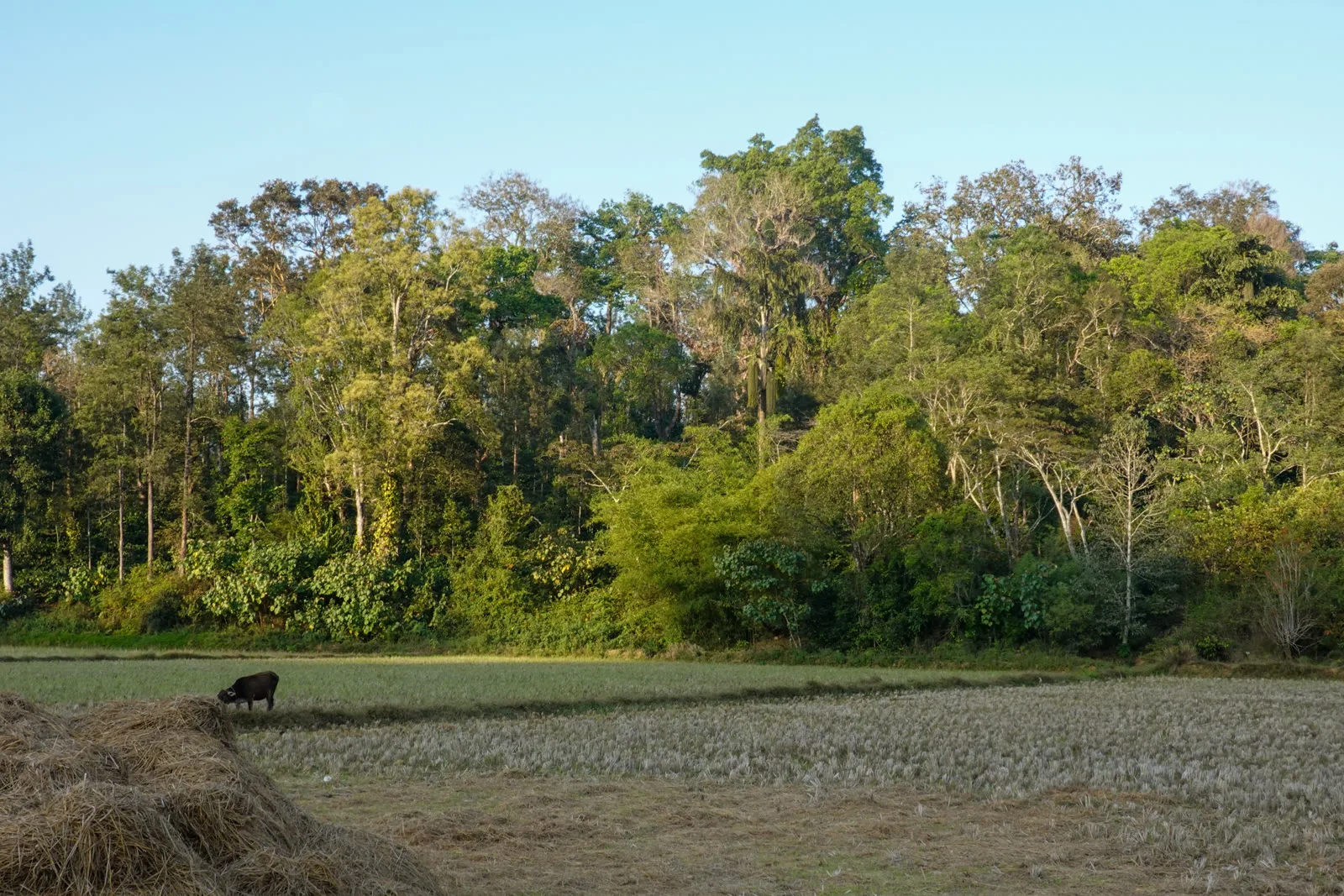 Shade-grown coffee slopes and paddy fields in Coorg, Karnataka