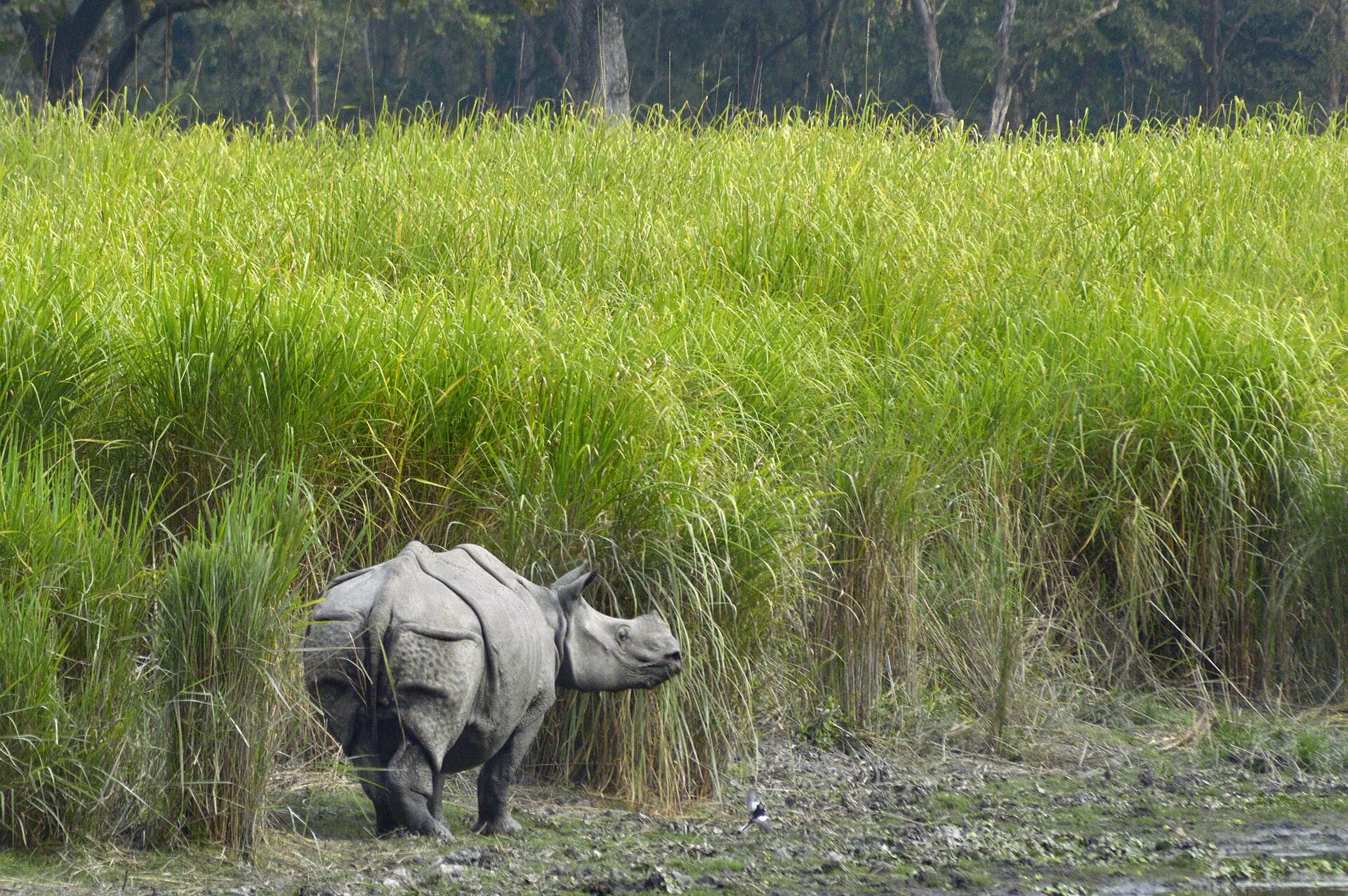 One-horned rhinoceros in tall grass at Kaziranga National Park, Assam