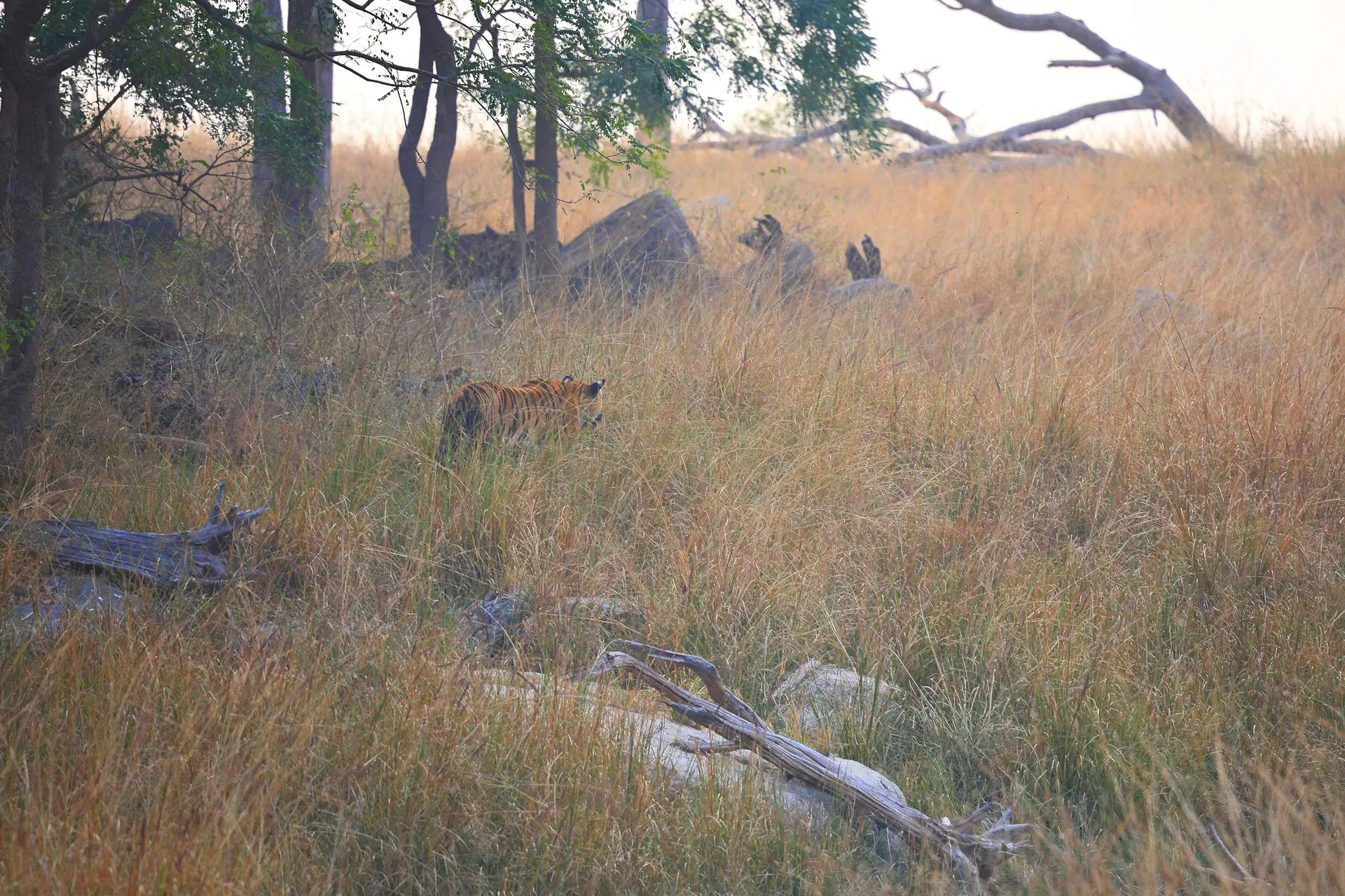 Tiger photographed in the Turia core zone of Pench National Park