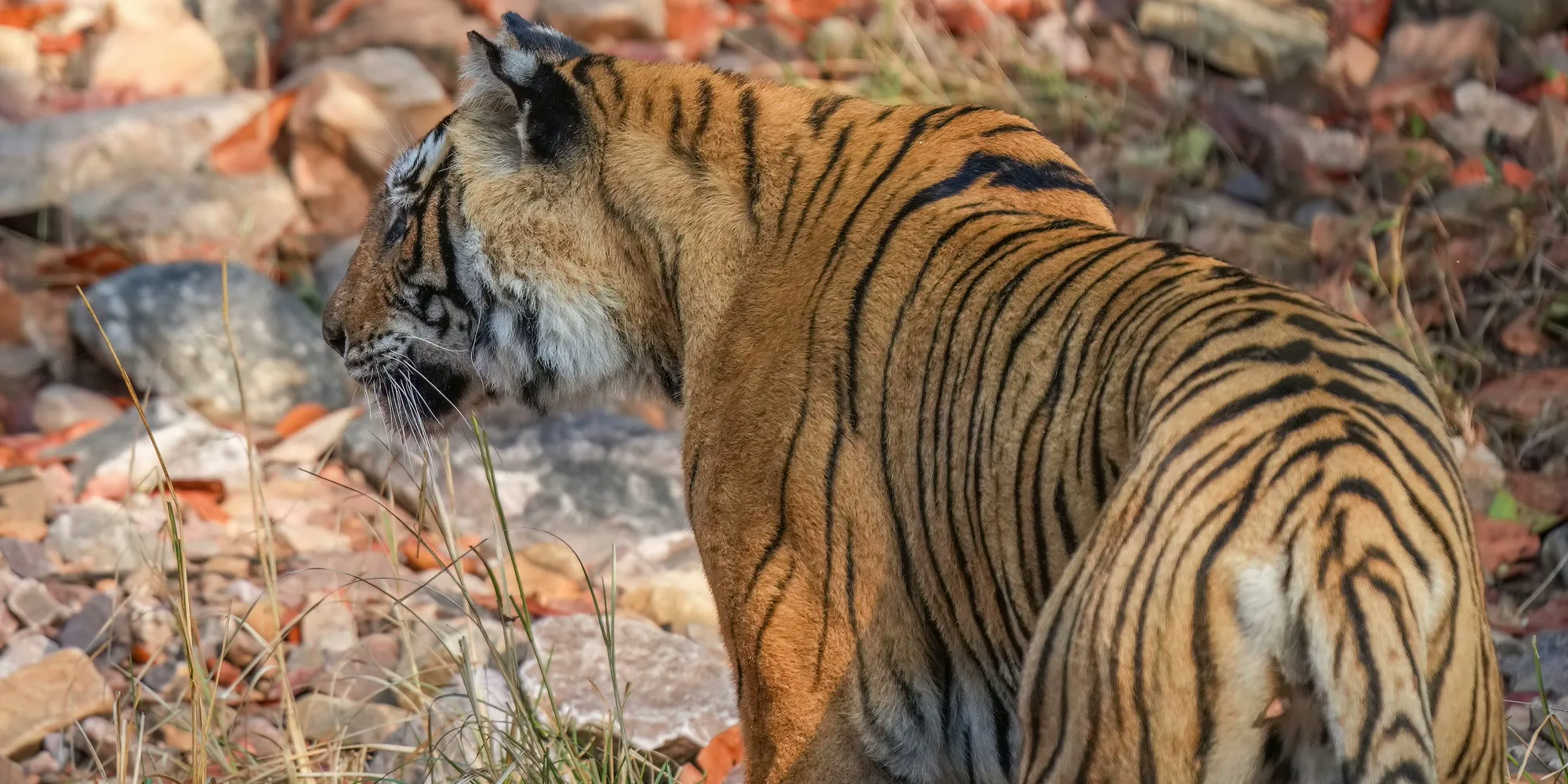 Bengal tiger walking over rocks and dry leaves in Ranthambore National Park