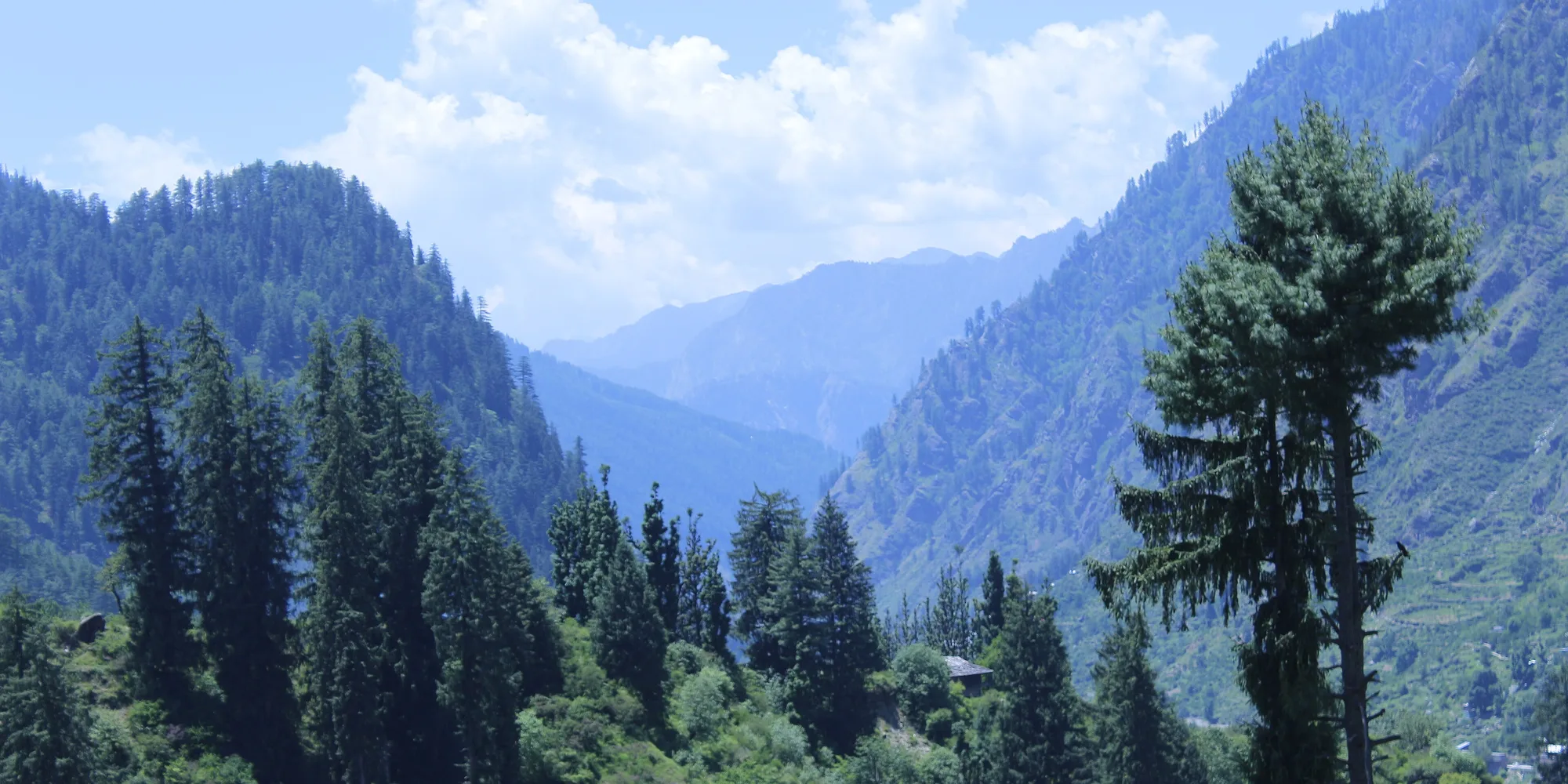 Pine forest and steep green slopes of the Parvati Valley seen from Kalga village
