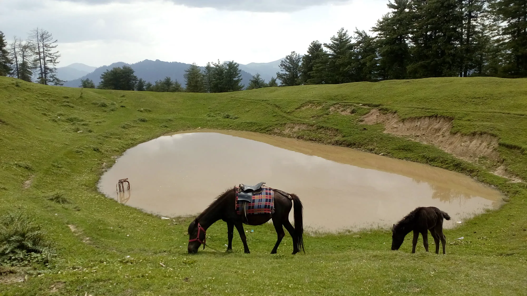 Horses grazing beside a small pond on the open grassy ridge below Bijli Mahadev, with deodar forest and hills behind