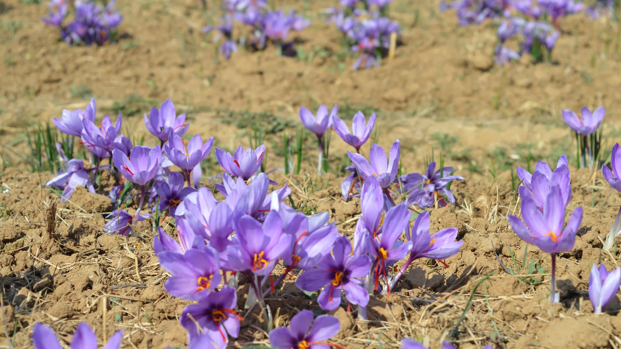 Purple saffron crocus flowers with red stigmas growing in rows of dry brown soil in a field at Pampore, Kashmir