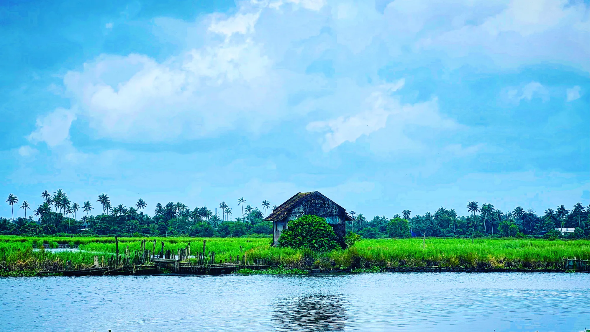 A small weathered hut on the edge of bright green Pokkali paddy at Kadamakkudy, with coconut palms on the far bank and calm backwater under a cloudy blue sky