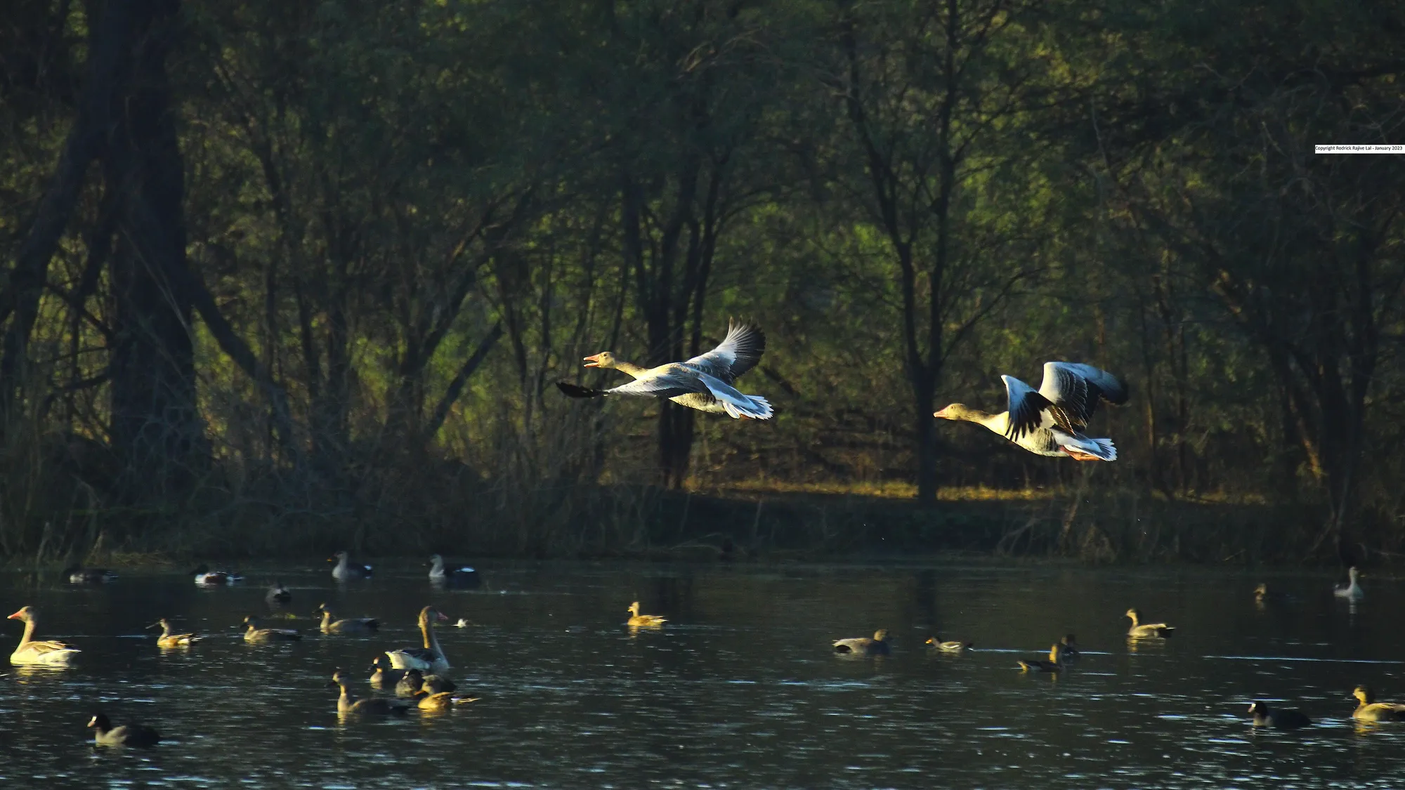 Greylag geese flying low over the lake at Sultanpur National Park near Gurugram, with ducks on the water below