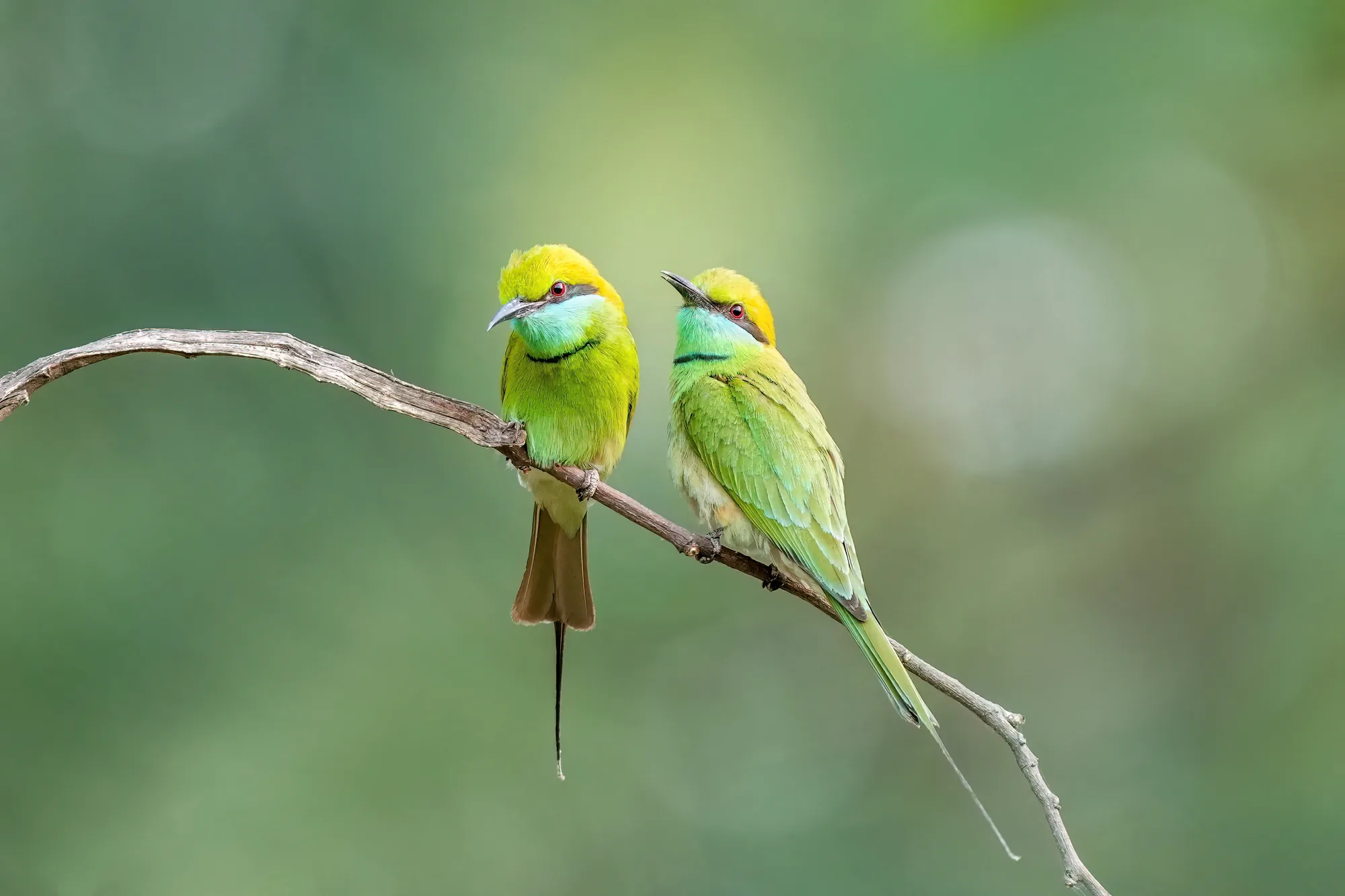 Asian green bee-eaters perched in Keoladeo National Park, Bharatpur — self-drive car rental in Jaipur day trip wildlife
