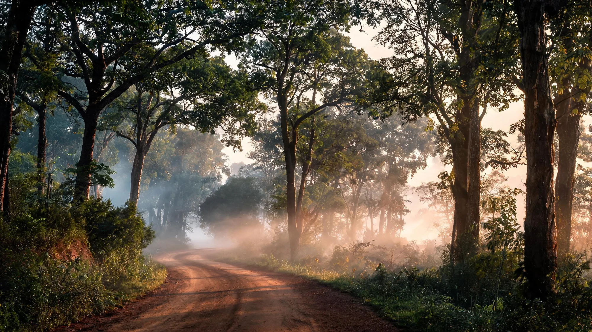 Misty sal-forest track at dawn in Corbett Tiger Reserve country, the kind of morning that follows an overnight drive from Dehradun