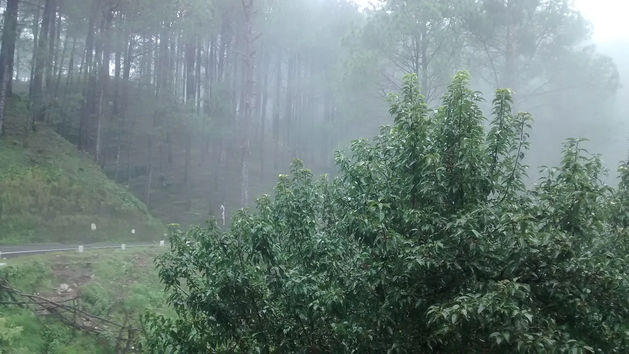 Misty forest road on a cool morning bike ride — conditions riders meet before dawn toward Kunjapuri from Rishikesh