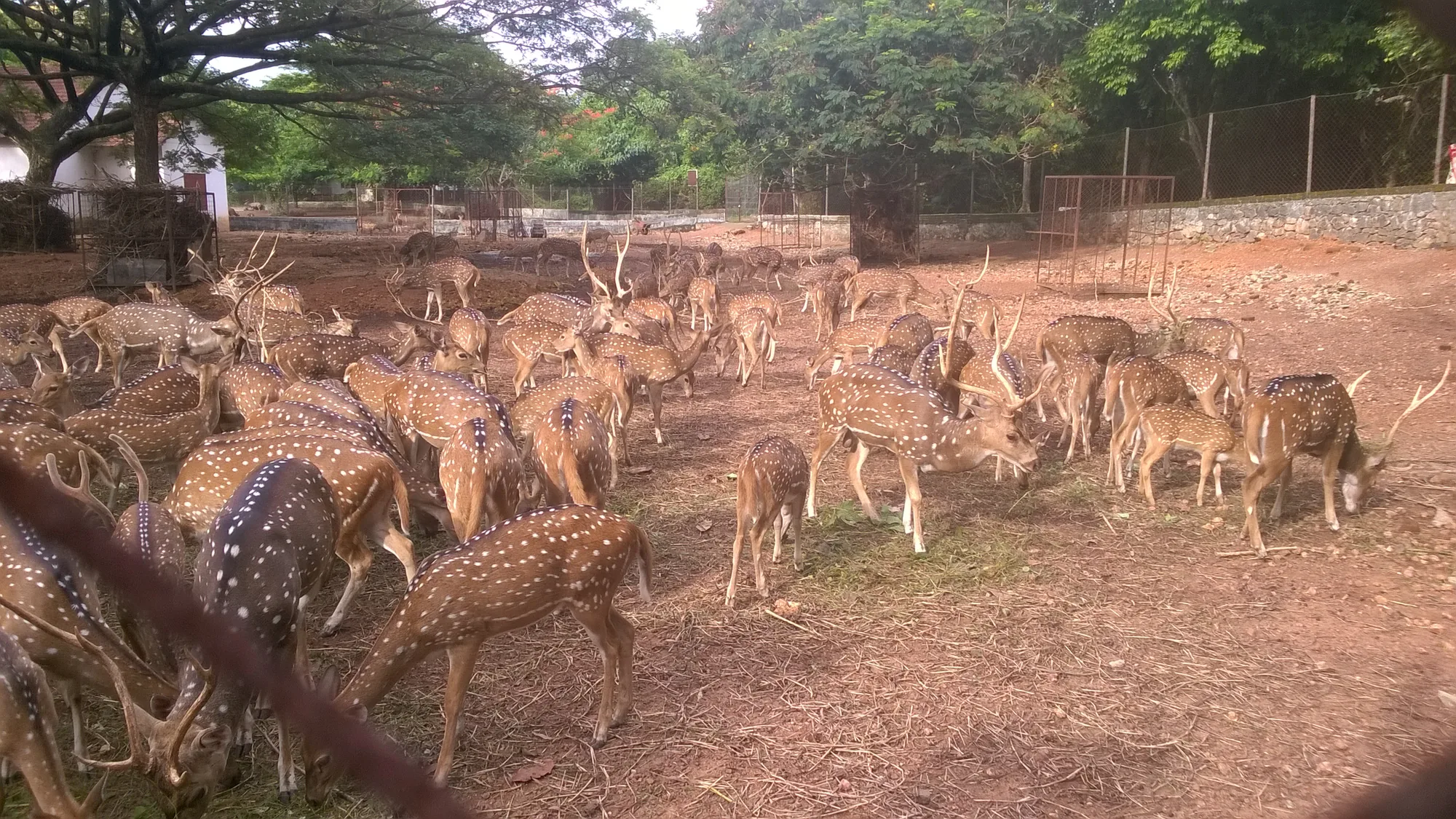 Spotted deer in the Hill Palace deer sanctuary enclosure at Tripunithura near Cochin
