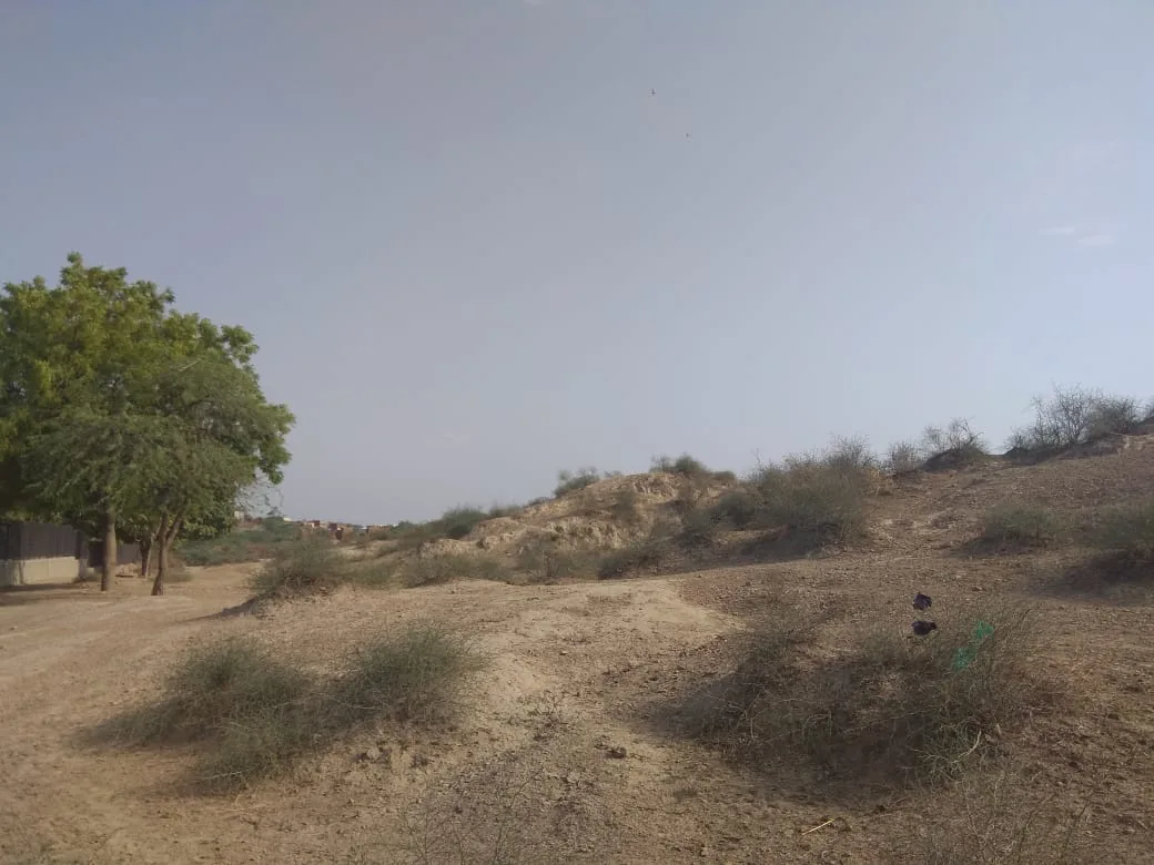 Low scrub-covered Harappan mound at Rakhigarhi village with a tree and village houses in the distance, reached by car rental in Rohtak