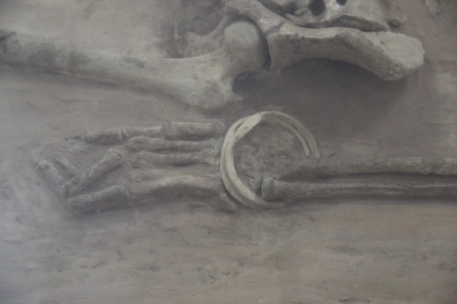 Close view of a Harappan burial from Rakhigarhi with a shell bangle on the wrist bones, displayed at the National Museum in New Delhi