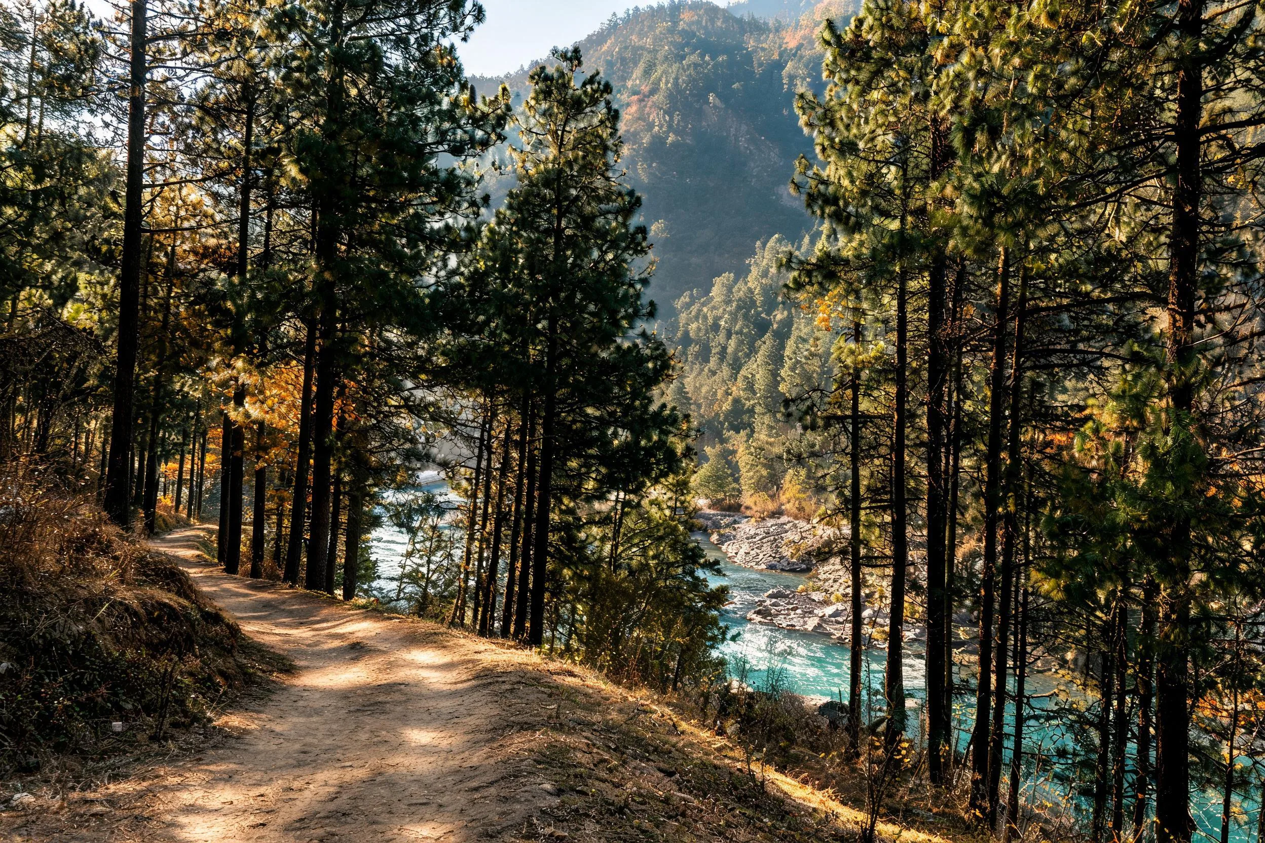 Dry pine forest footpath above the Parvati River with autumn light, the quiet trail from Kasol toward Chalal village