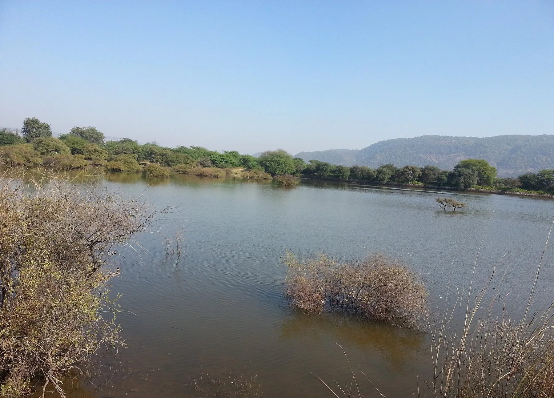 A lake inside Sariska Tiger Reserve with reeds in the water and forested Aravalli hills on the far bank