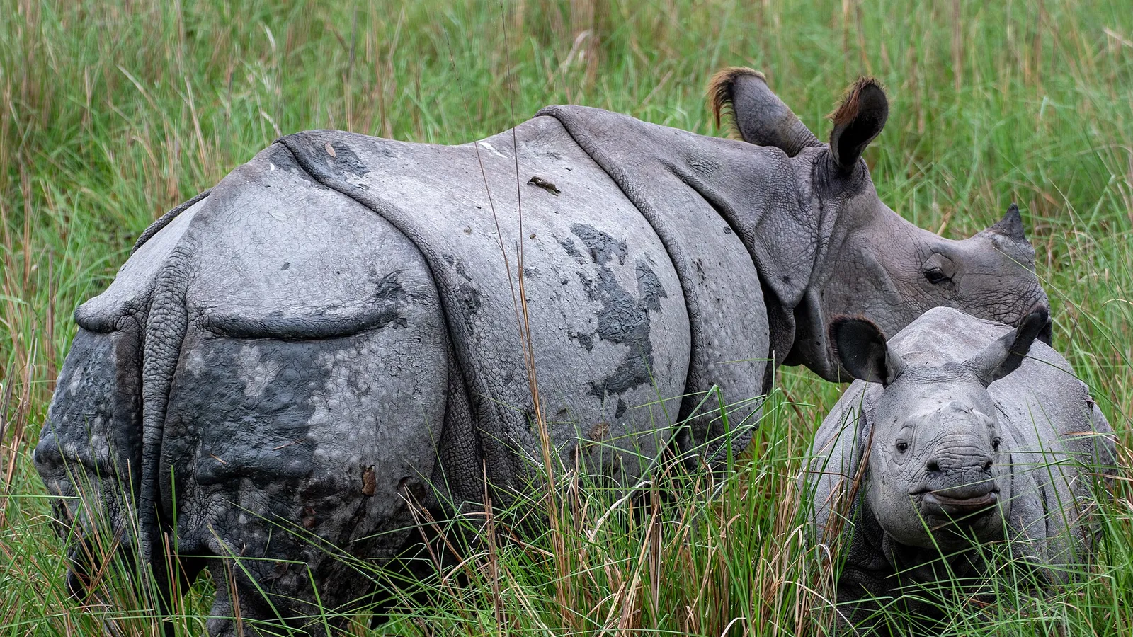 An adult one-horned rhinoceros and its calf standing in tall green grass at Pobitora Wildlife Sanctuary, a day trip on a self-drive car rental in Guwahati