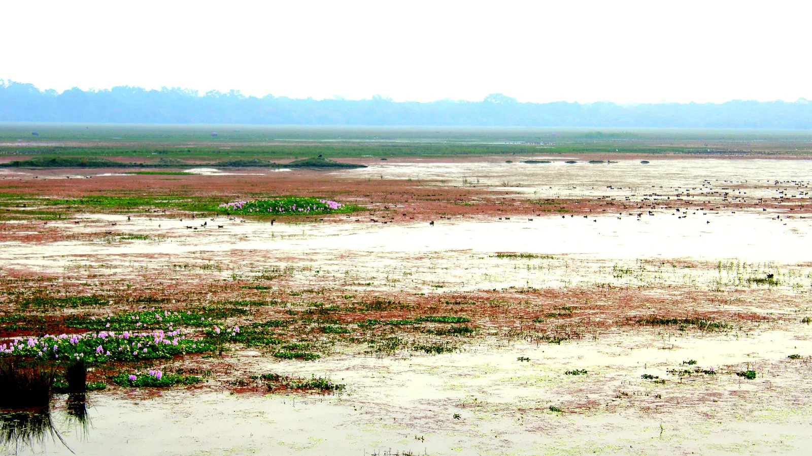 Open wetland and grassland at Pobitora Wildlife Sanctuary, with water plants in the foreground and a line of trees on the horizon