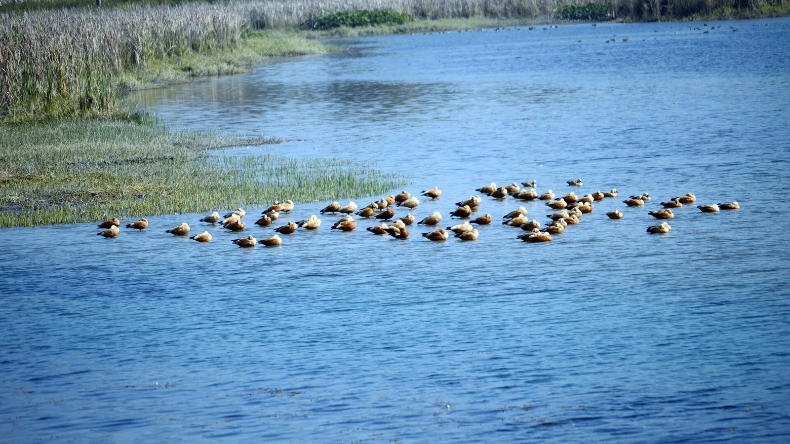 A flock of orange ruddy shelducks resting on blue water beside reed beds at Asan Conservation Reserve, a day trip by self-drive car rental in Dehradun
