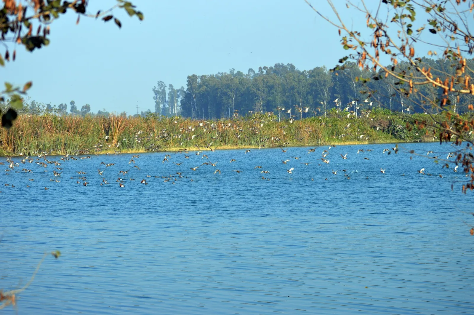 Waterbirds flying low over the open water of Asan Conservation Reserve, with tall reeds and a line of trees on the far bank
