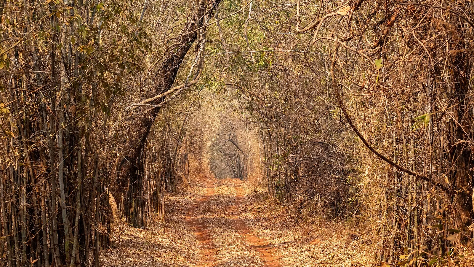 A red dirt safari track running through a tunnel of dry bamboo in Tadoba Andhari Tiger Reserve, a day out by self-drive car rental in Nagpur
