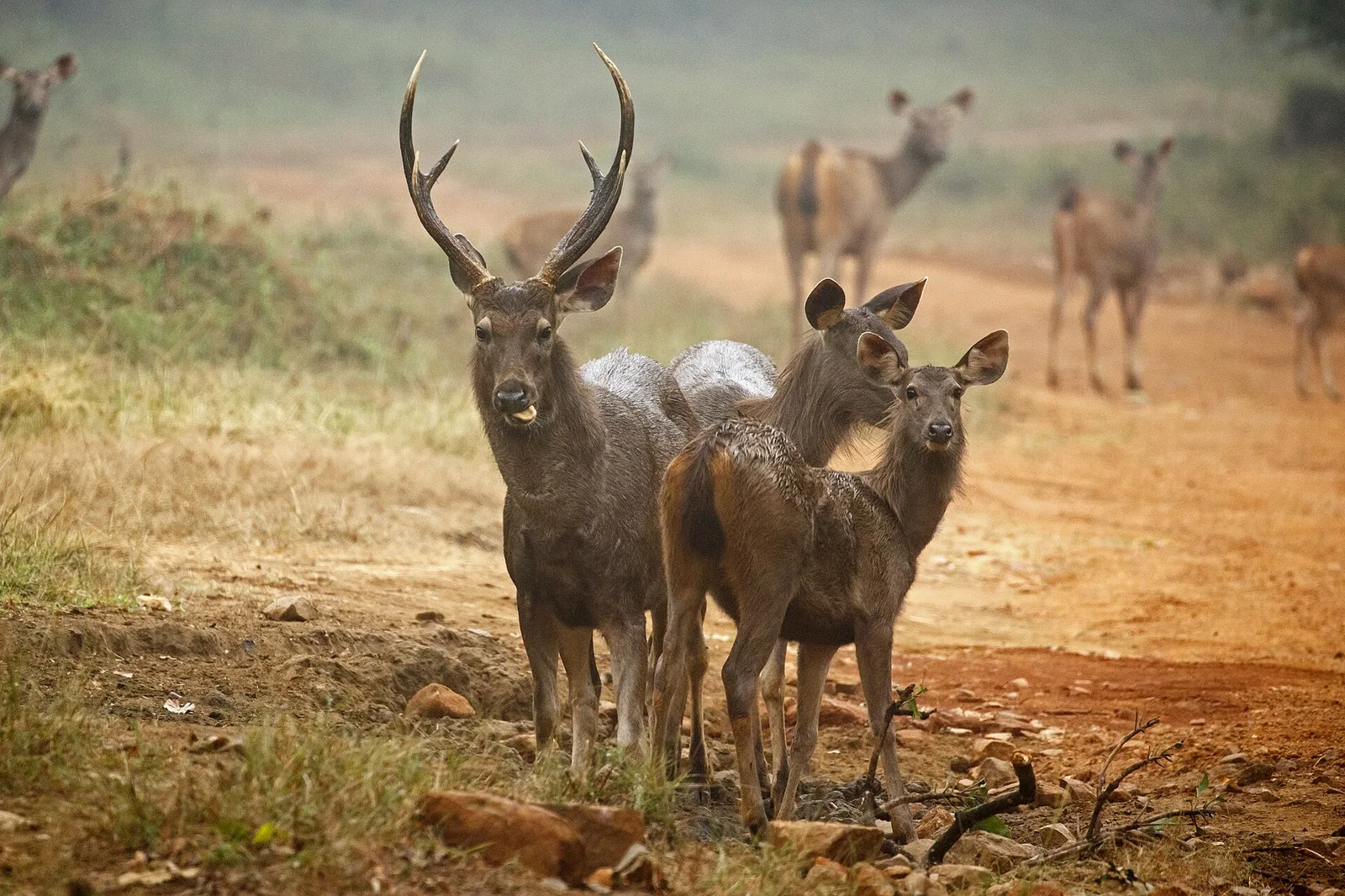 A sambar stag with large antlers and several hinds standing on a dusty forest floor in Tadoba