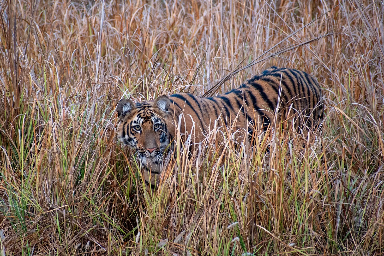 A Bengal tiger looking out from tall golden grass in Tadoba Andhari Tiger Reserve, Maharashtra