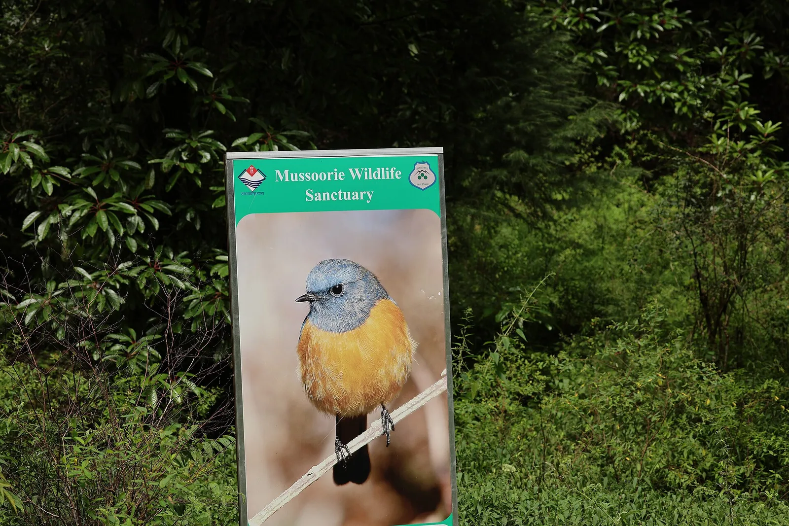 A green Mussoorie Wildlife Sanctuary signboard with a photo of a redstart, standing in dense forest undergrowth near Benog