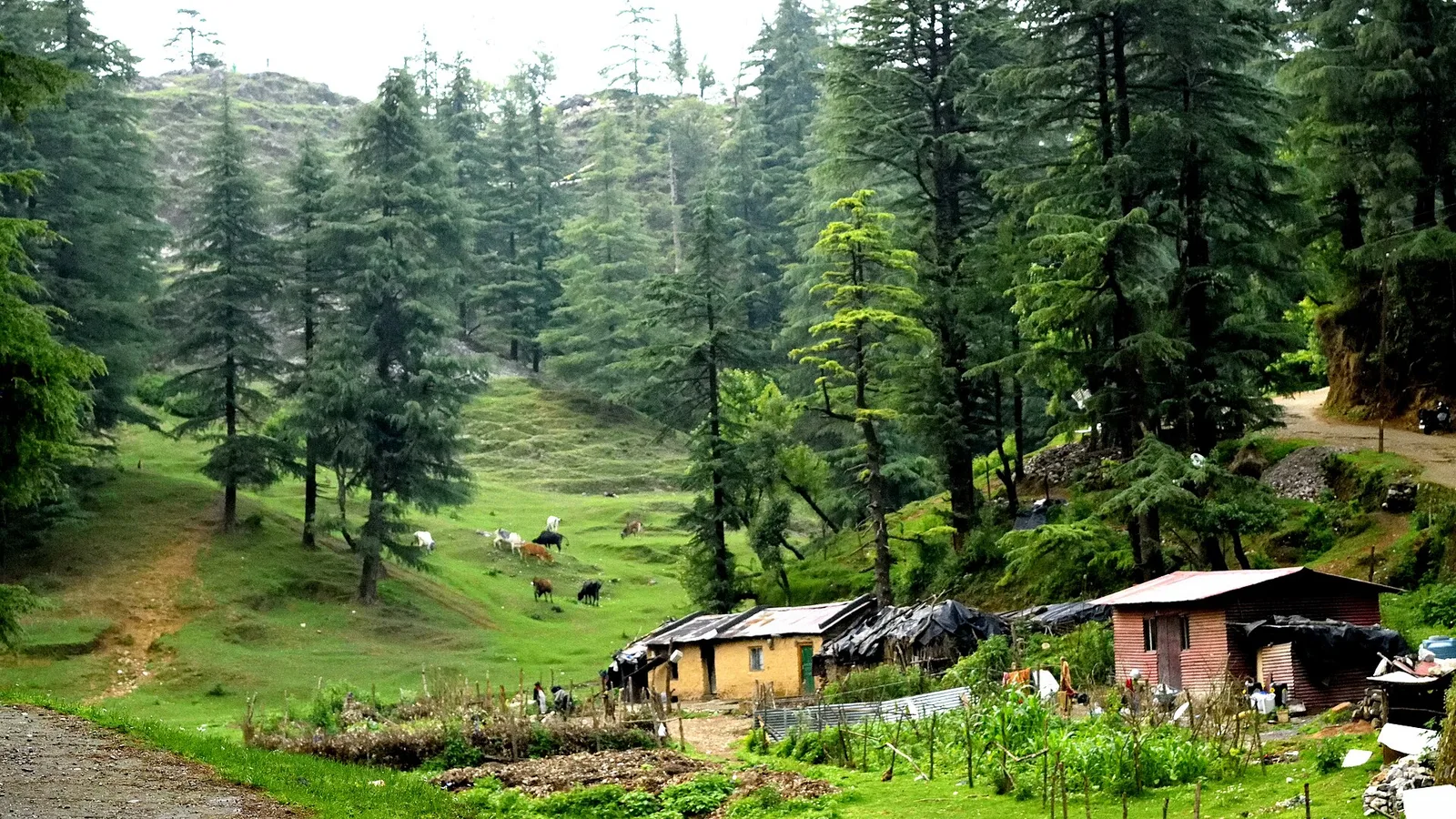Deodar forest, a grassy slope with grazing cattle and a narrow hill road at Park Estate, on the western ride out of Mussoorie with a bike rental in Mussoorie