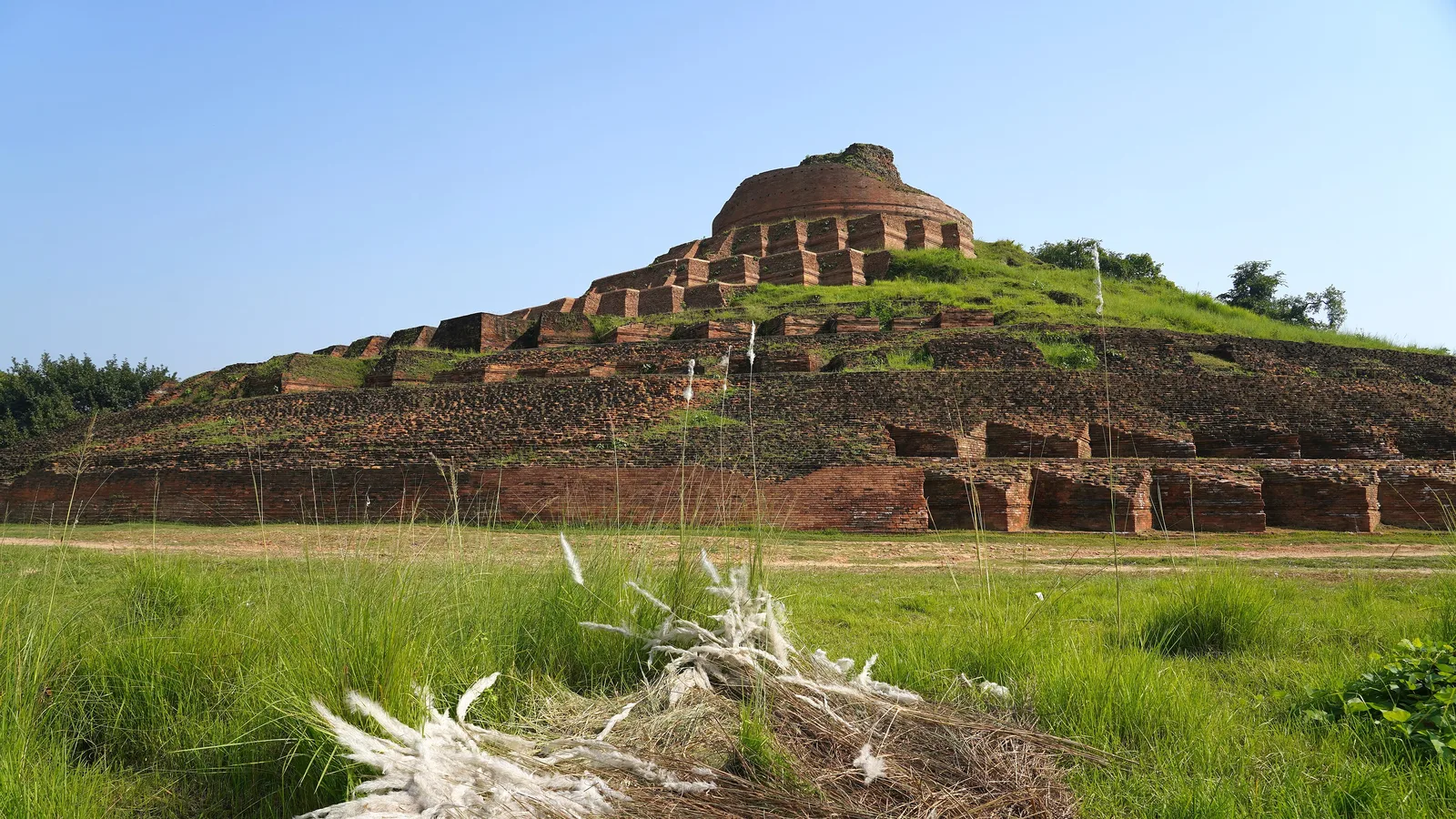 The terraced brick Kesariya stupa in East Champaran rising above green grass and white kans flowers under a clear blue sky
