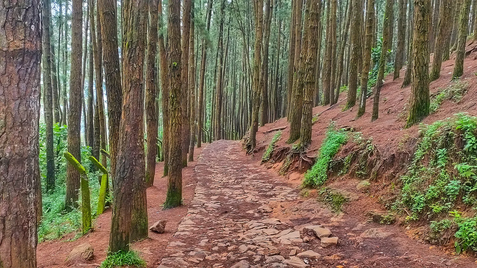 A stone-paved path running between tall, straight pine trunks on a red-earth slope in the Vagamon pine forest, a day trip by self-drive car rental in Cochin
