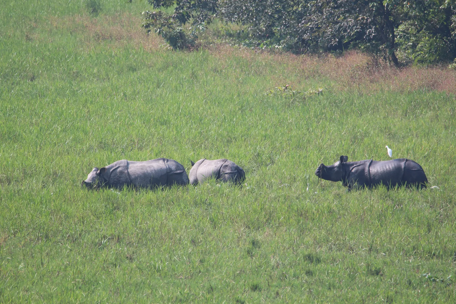 Three one-horned rhinos grazing and resting in tall green grassland at Gorumara National Park, with a white egret on one rhino's back