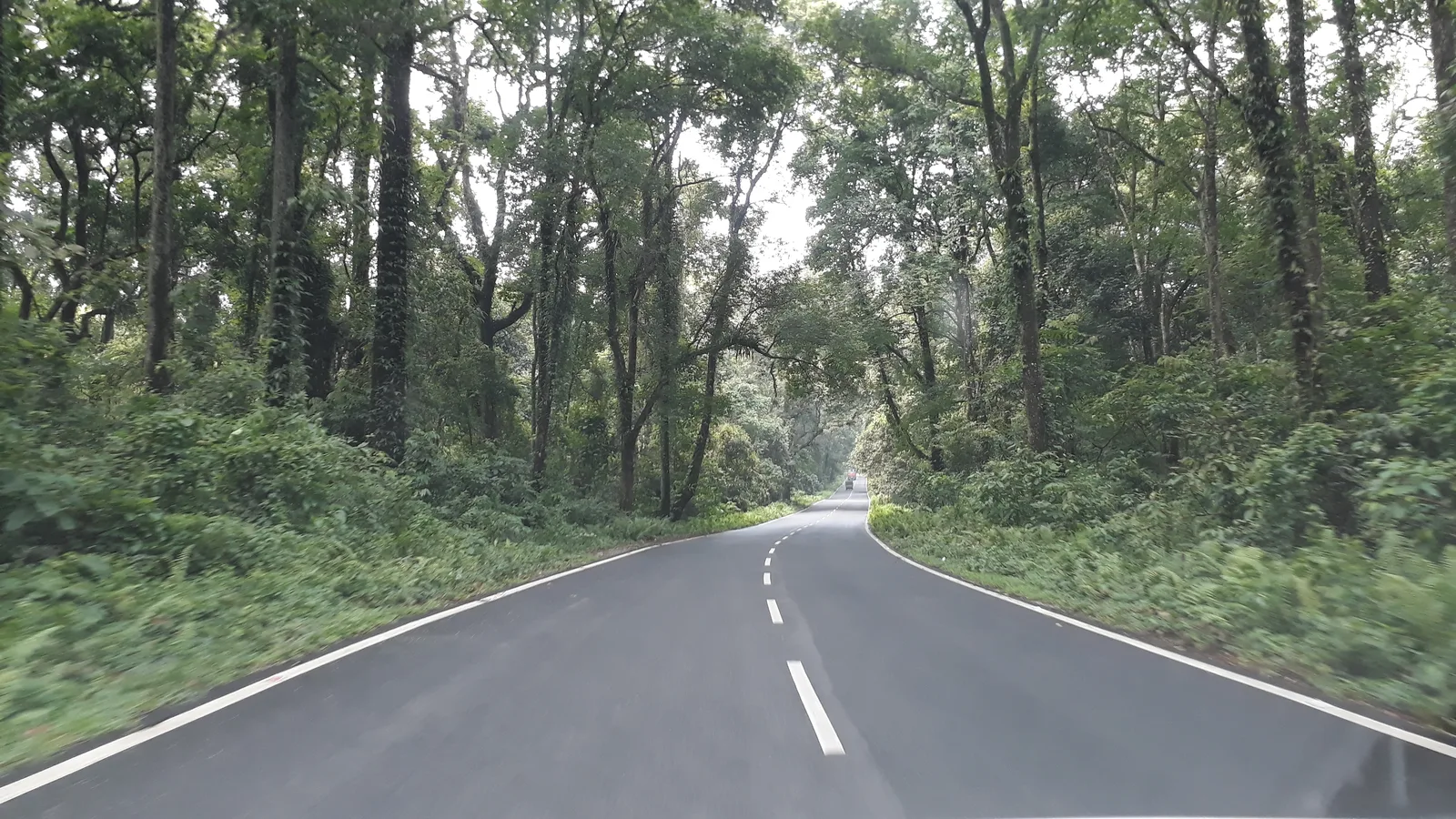 A smooth two-lane highway curving through tall, dense forest beside Gorumara National Park near Lataguri in the Dooars