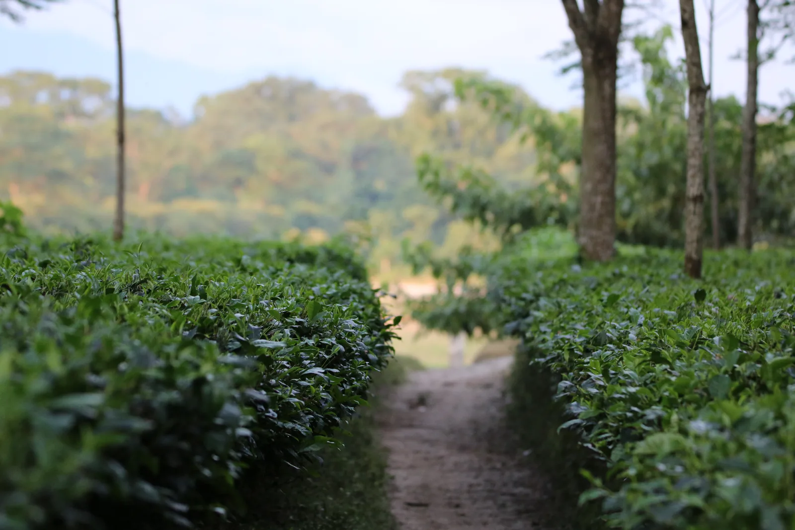 A narrow dirt path running between neat rows of tea bushes at a tea garden on the edge of Gorumara National Park, with shade trees behind