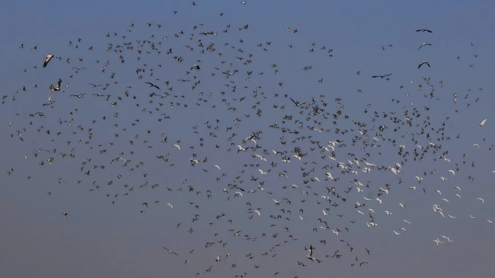 A huge flock of ducks, egrets and storks wheeling over a wetland in Jhajjar district against a clear blue winter sky