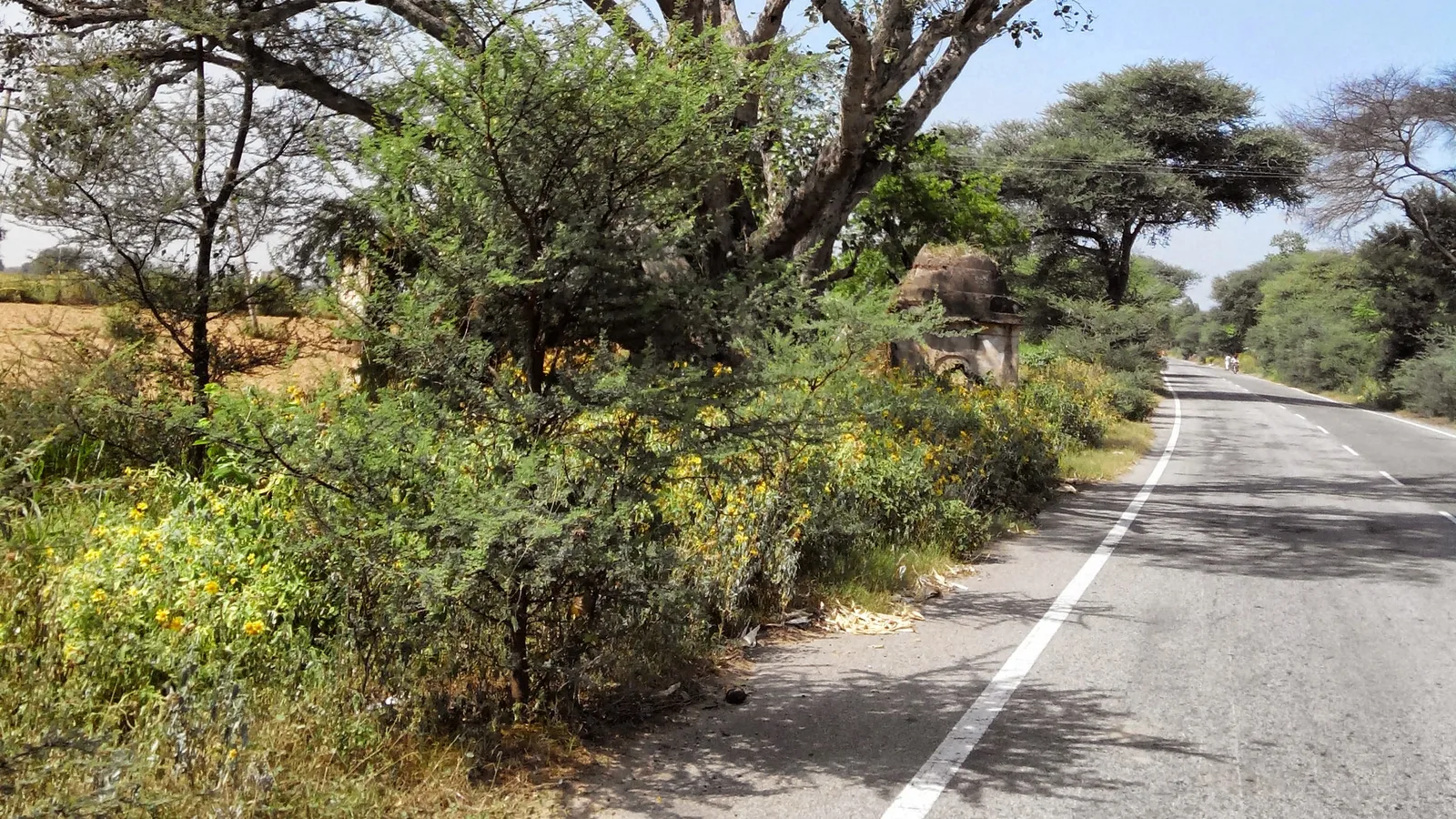 A quiet tree-lined road near Jhajjar with yellow-flowering shrubs and an old roadside structure, the kind of drive you take with a self-drive car rental in Rohtak