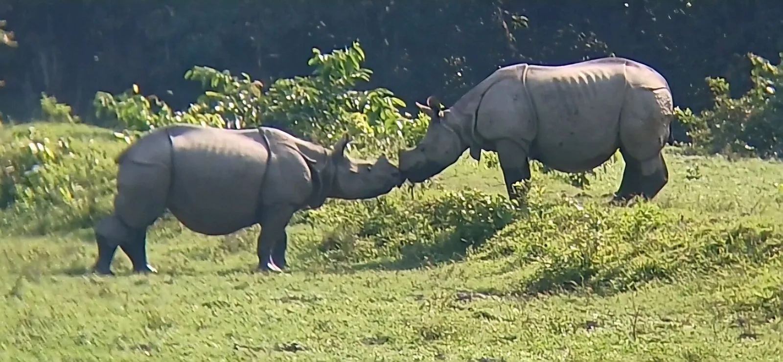 Two one-horned rhinos grazing in Kaziranga National Park