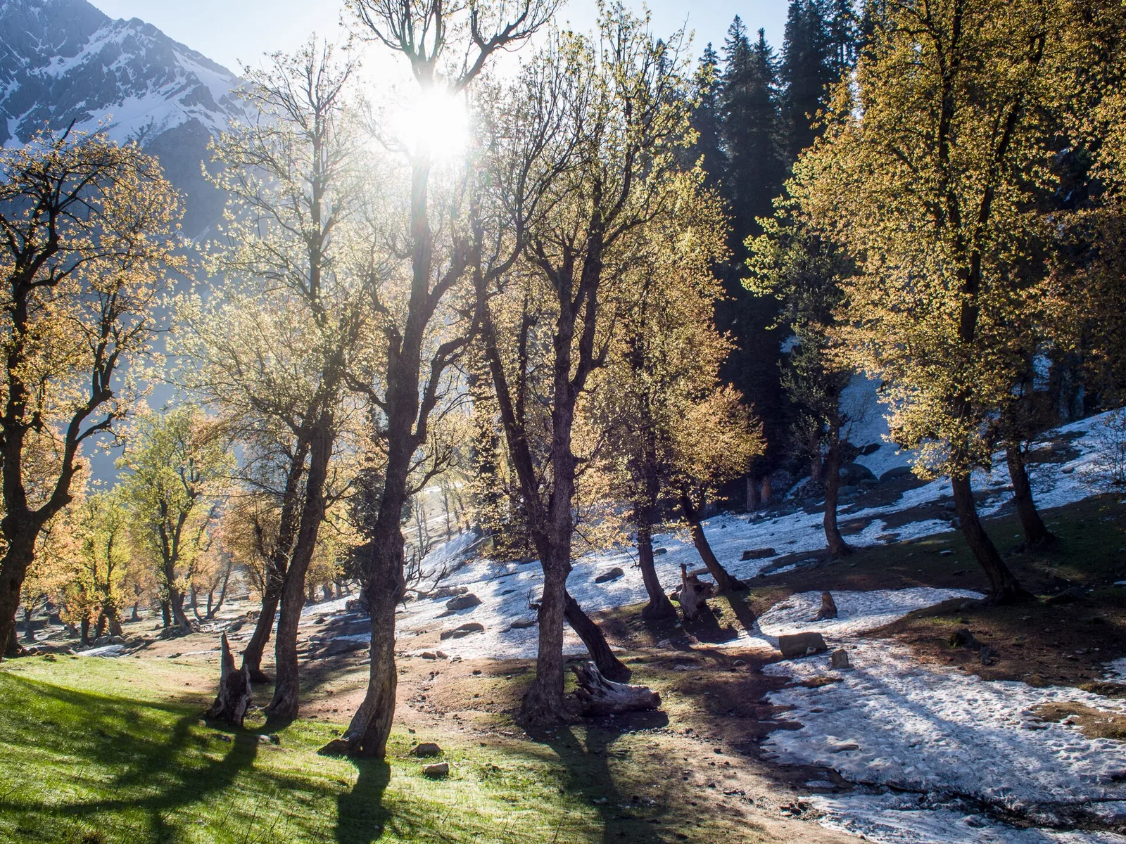 Morning sunlight through trees at Sonamarg