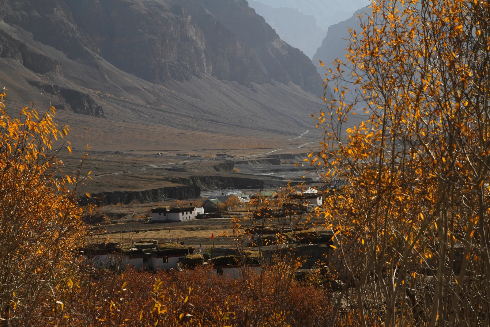 Yellow autumn poplars framing the village of Losar and the wide Spiti valley floor below grey mountains in October