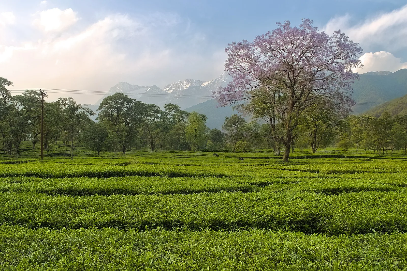Rows of green tea bushes in a tea garden in the Kangra valley with a tree in purple bloom and snow peaks on the horizon