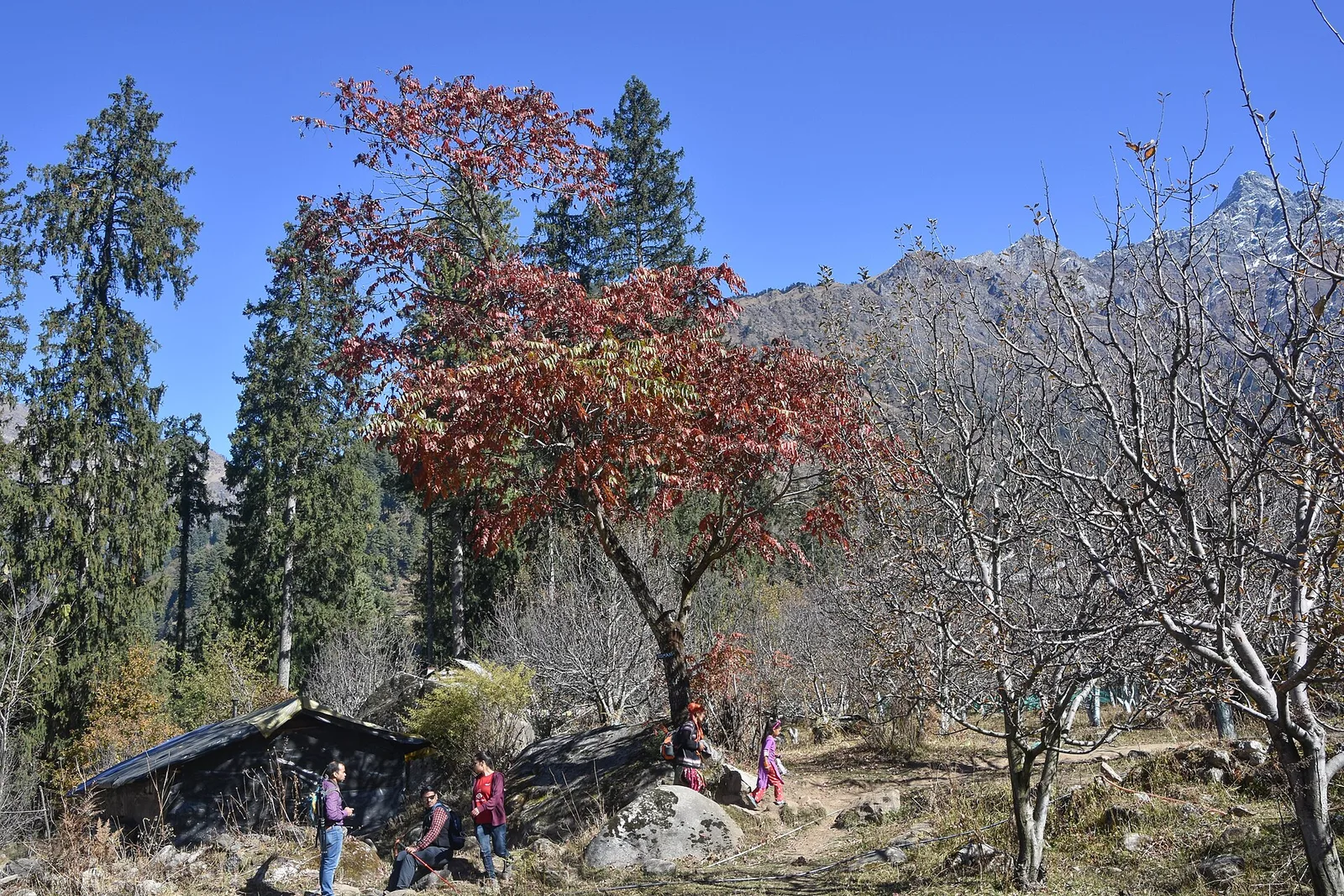 Apple trees with red autumn leaves and tall pines in Kalga village in the Parvati valley, with mountains behind